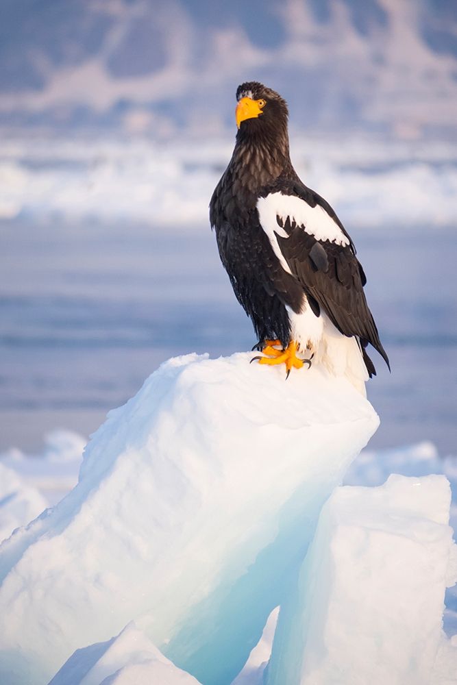 Japan-Hokkaido-Rausu-Stellers sea eagle Portrait of a Stellers sea eagle on a snow perch